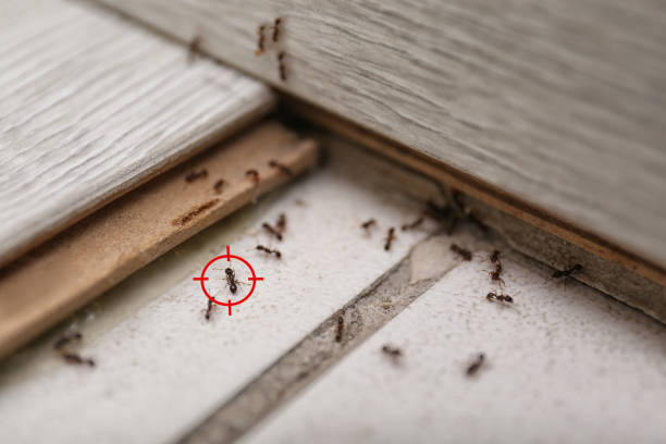 Best Exterminator Services  in Refugio, TX