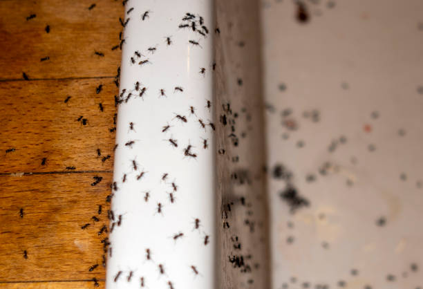 Best Pest Removal Services  in Refugio, TX